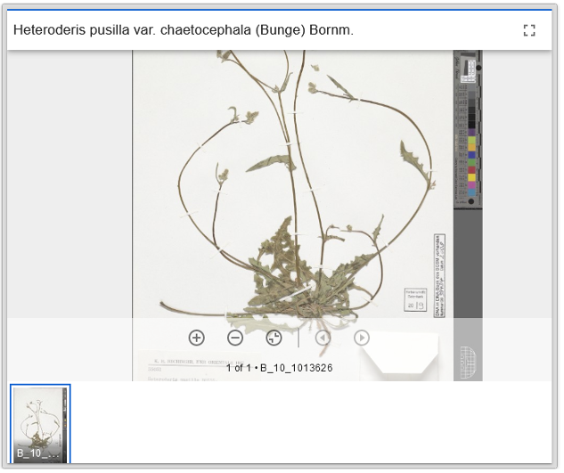 IIIF in Europeanas data portal: BGBM specimen provided using ABCD