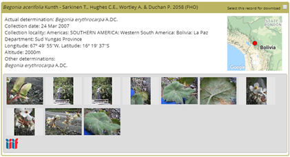 File:Screen shot from the RBGE Begonia Resource centre displaying field images of the collection and a IIIF drag 'n' drop link.png